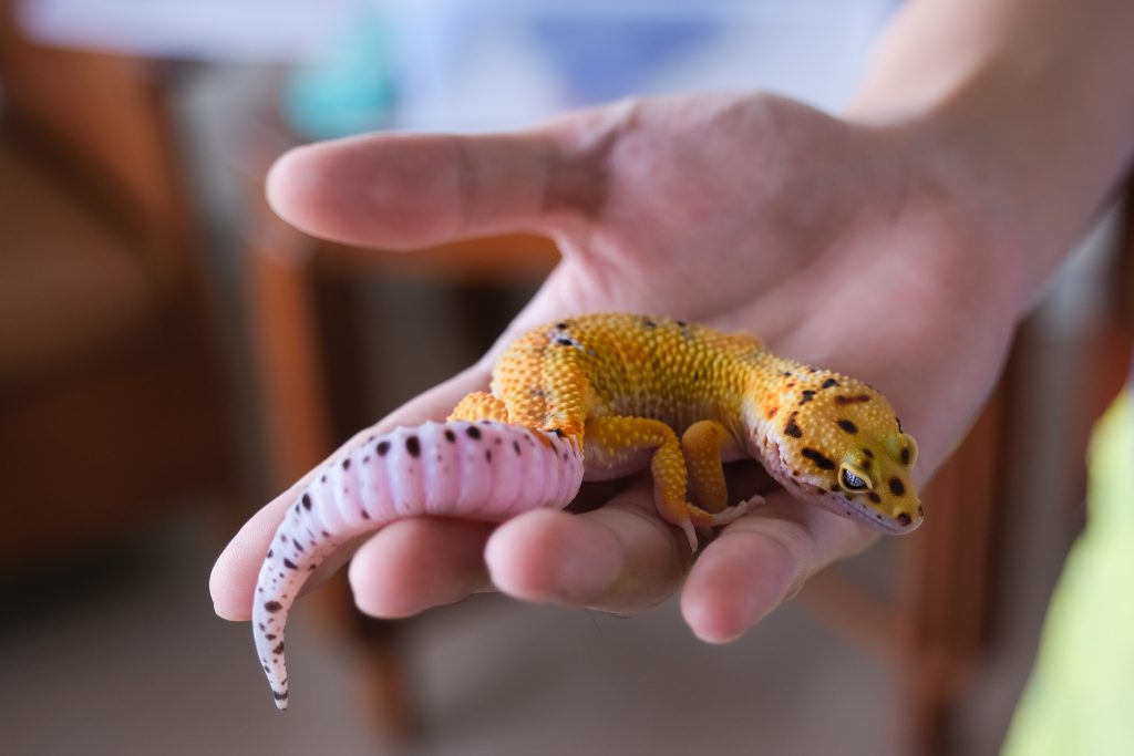 How To Bond With Your Leopard Gecko Easily Reptile Craze