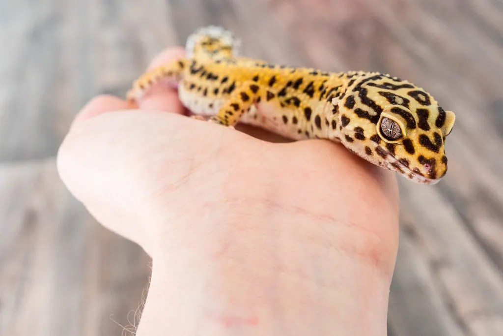 How To Bond With Your Leopard Gecko Easily Reptile Craze