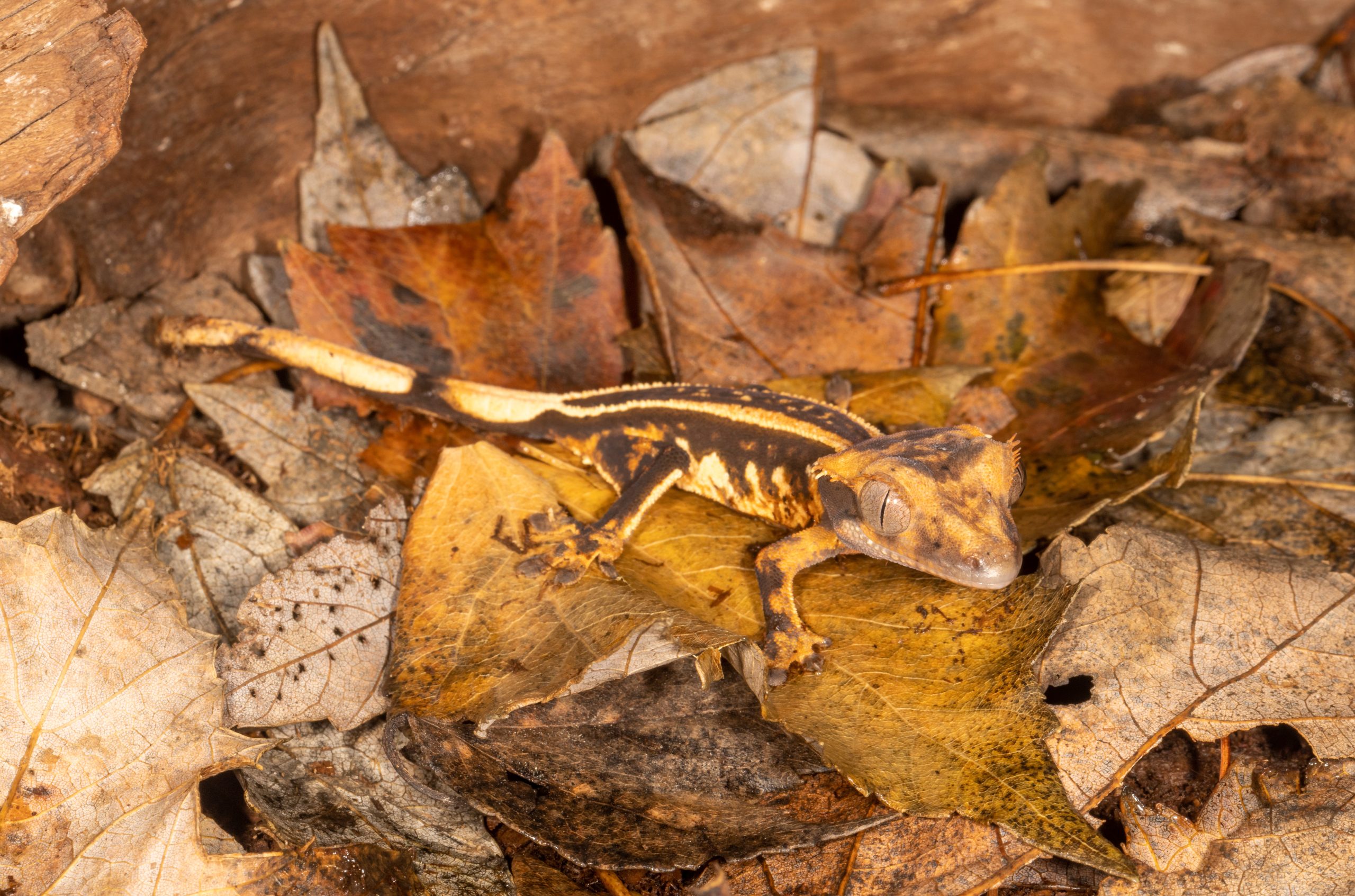 Do Crested Geckos Need Misting? How Often? Reptile Craze