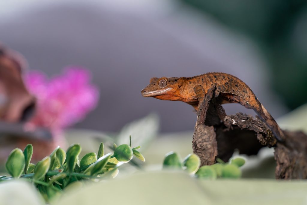 Do Crested Geckos Need Misting? How Often? Reptile Craze