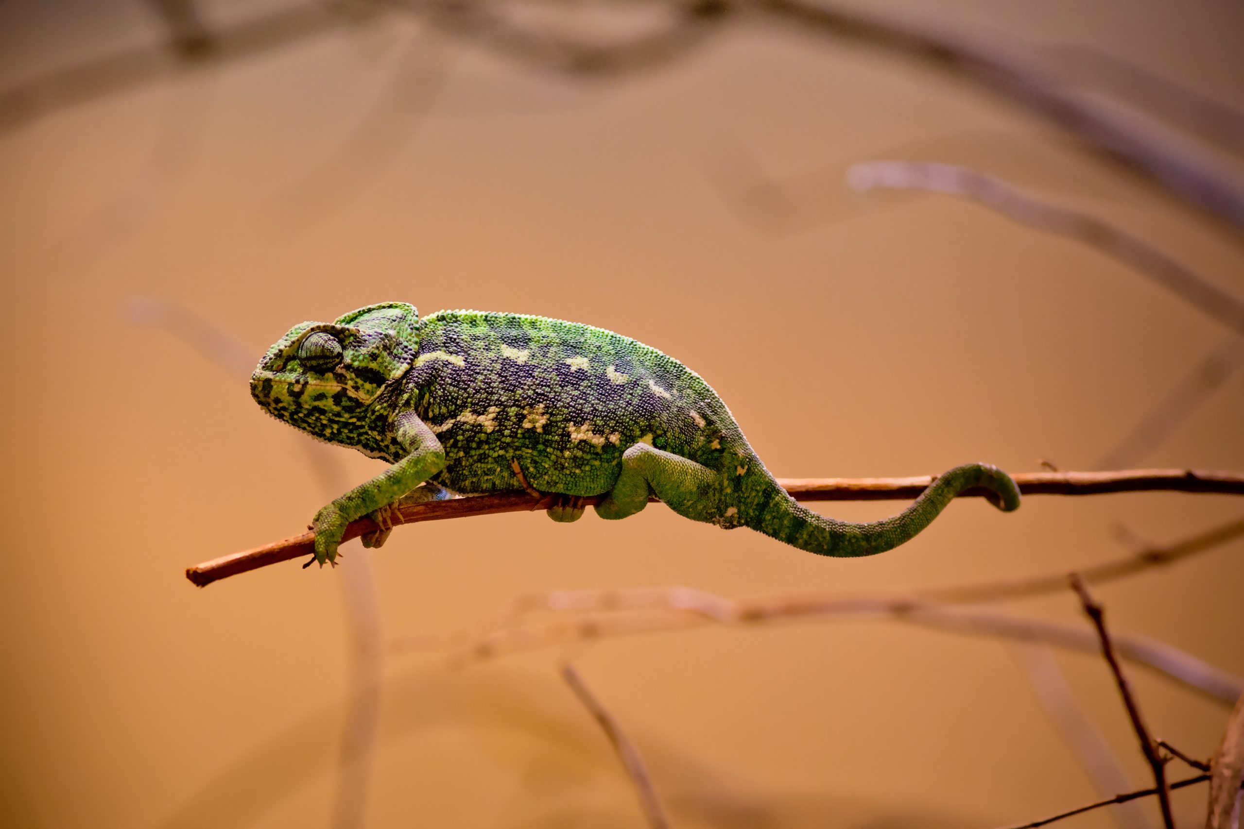 How Long Can Chameleons Go Without Heat? Reptile Craze