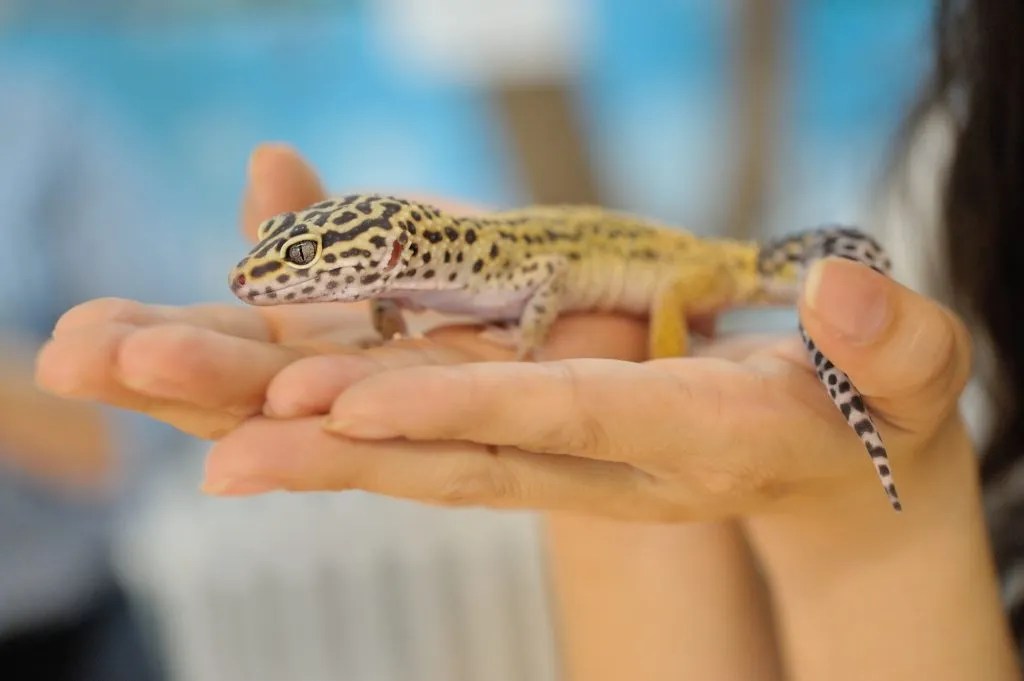 Do Leopard Geckos Need Light At Night? Reptile Craze