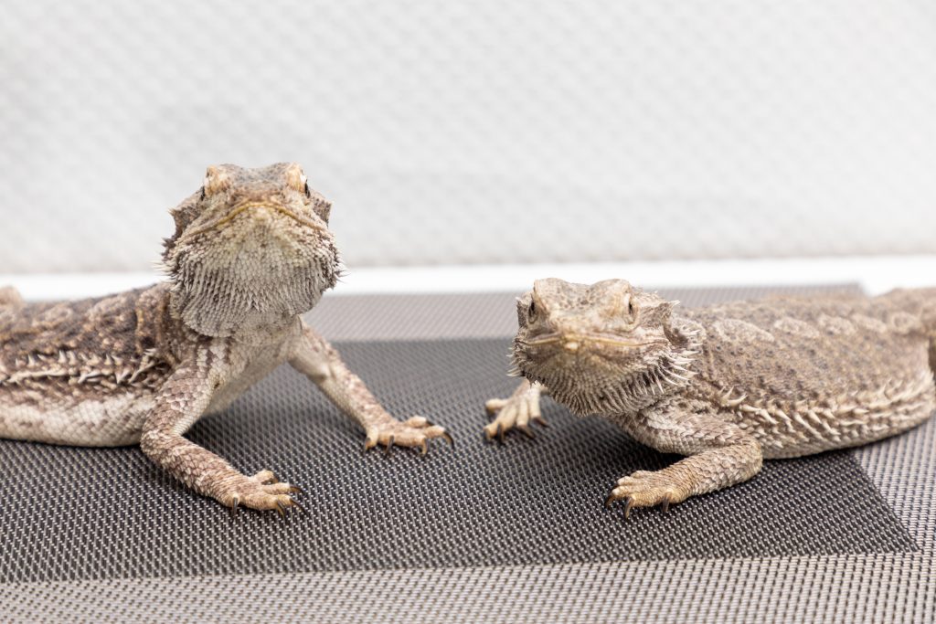 Best Tank Mates For Bearded Dragons & How To Make It Work Reptile Craze