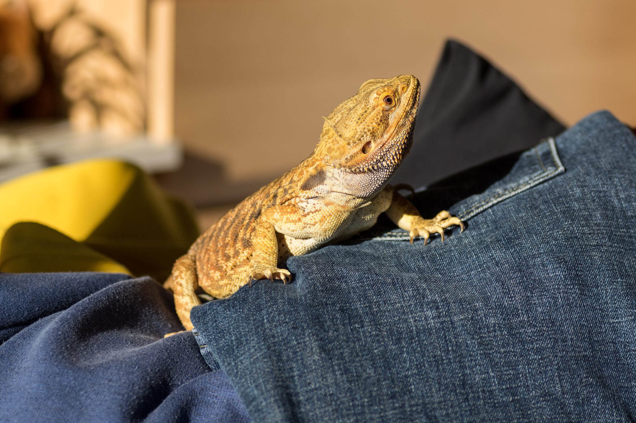 Do Bearded Dragons Need A Heat Lamp? Are Heat Mats Better? Reptile Craze