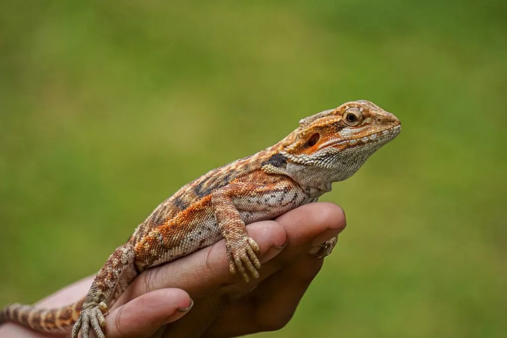 5 Reasons Why Your Bearded Dragon Poops On You Reptile Craze