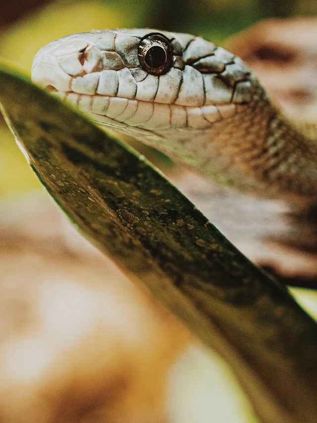 7 Surprising Snake Facts You Never Knew! Reptile Craze