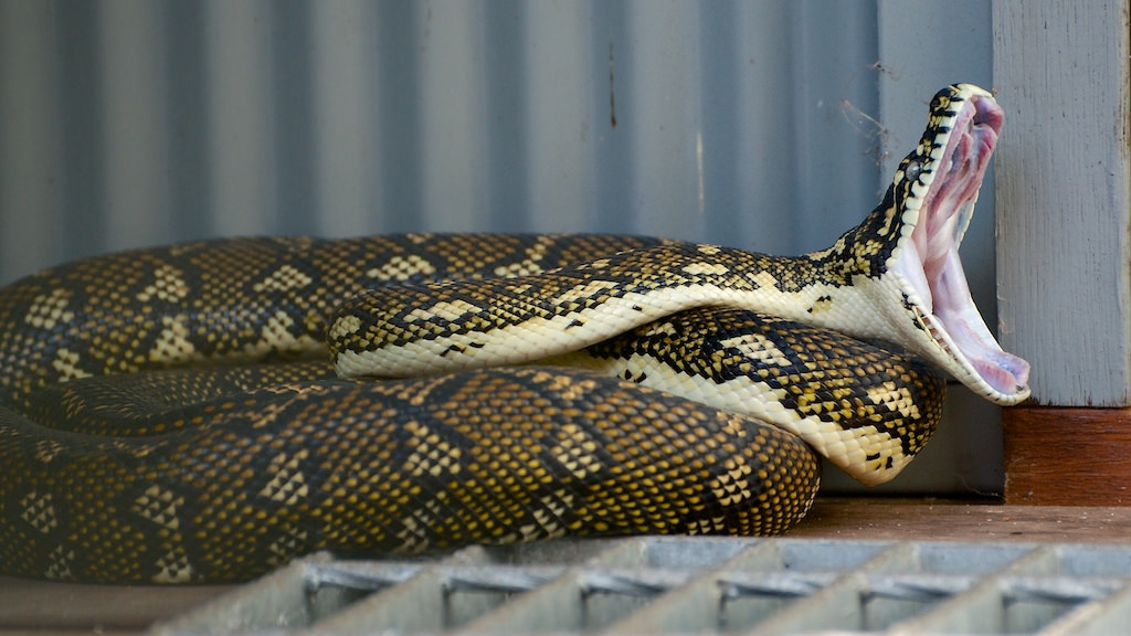 Diamond Python Facts and Pictures Reptile Fact