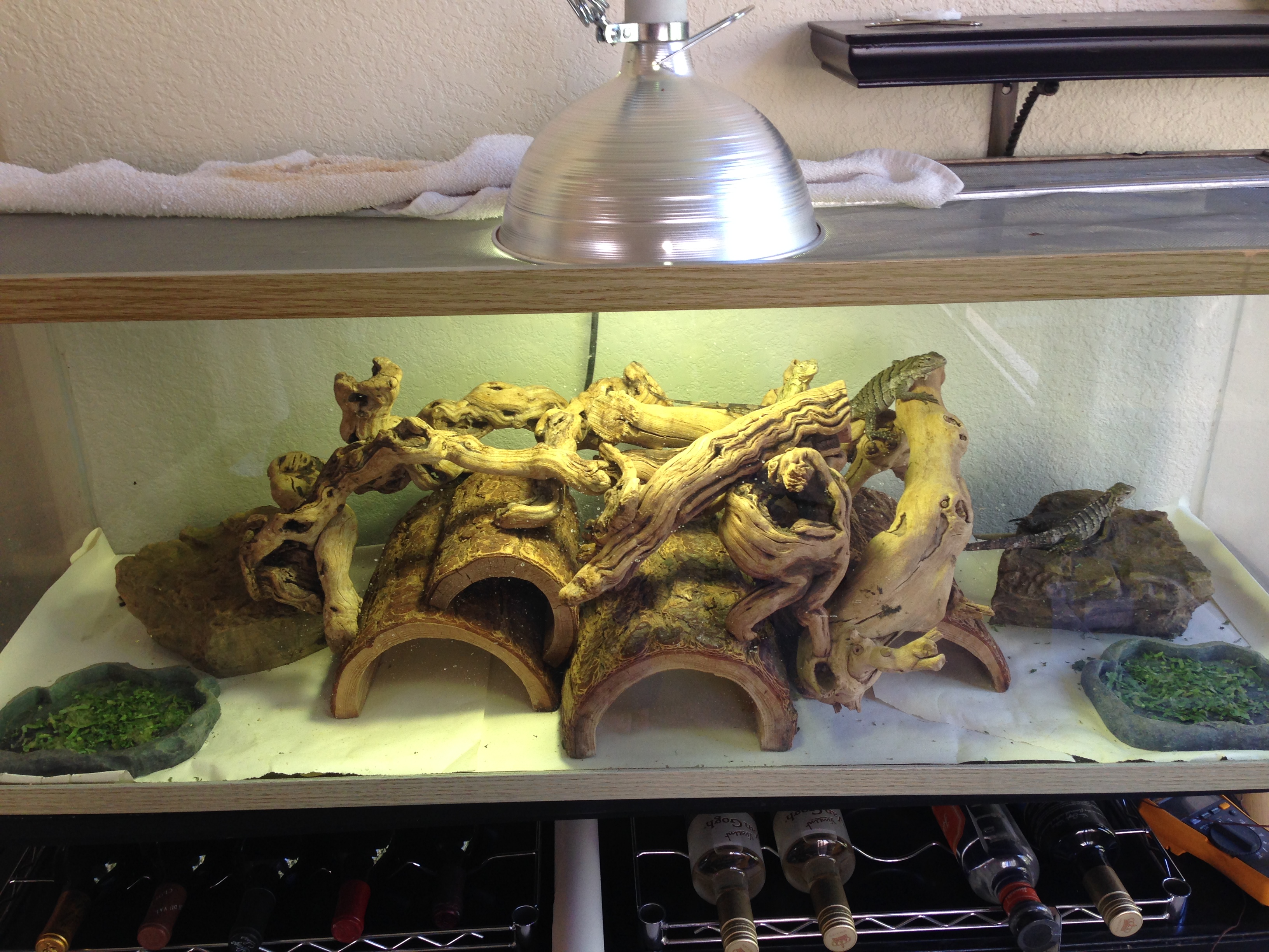 “The Peace Has Been Restored!” Observation on cyclura baby