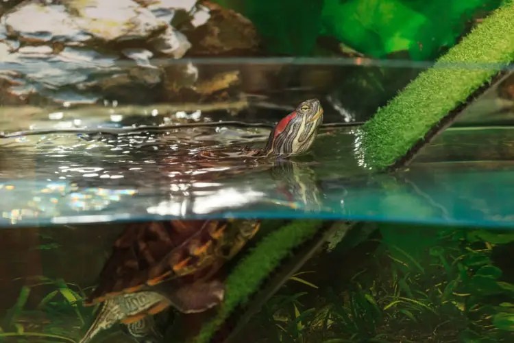 Black Worms In Turtle Tank What Are They? Removal Guideline