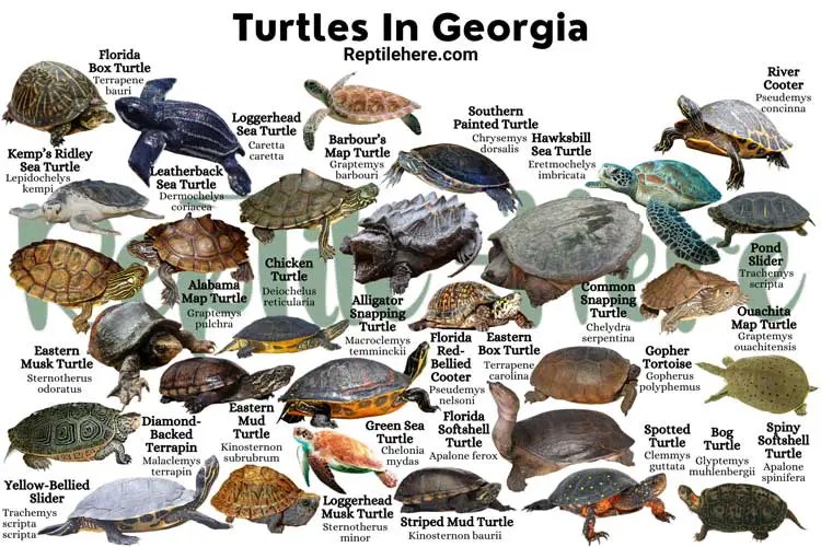 Turtles In 29 Species That are Found Here
