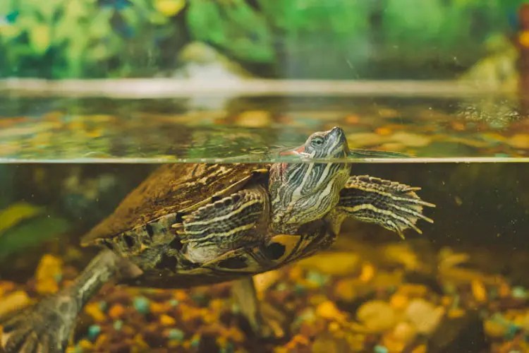 Why Is My Turtle Eating Rocks? Is It Okay To Eat Them?