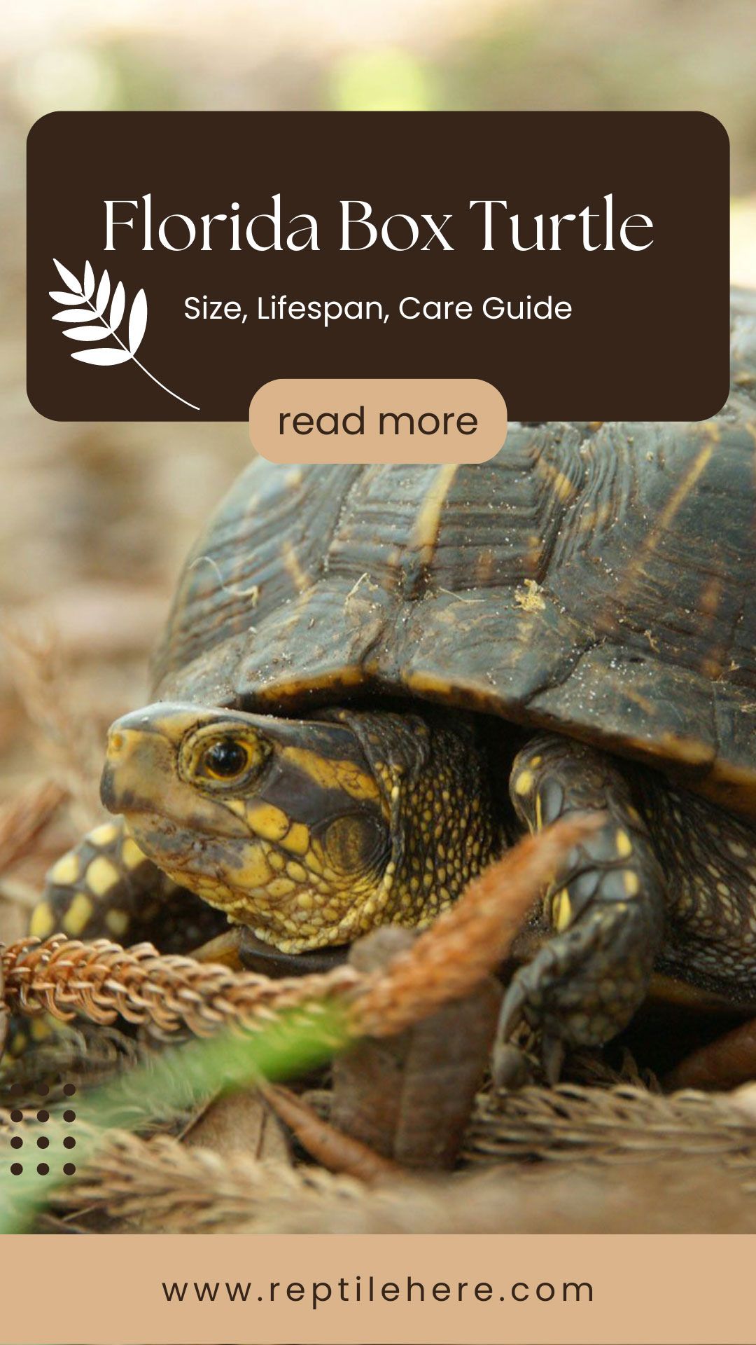 Florida Box Turtle Size, Lifespan, Care Guide