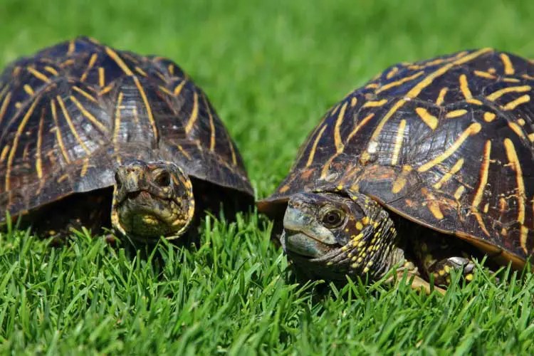 Florida Box Turtle Size, Lifespan, Care Guide