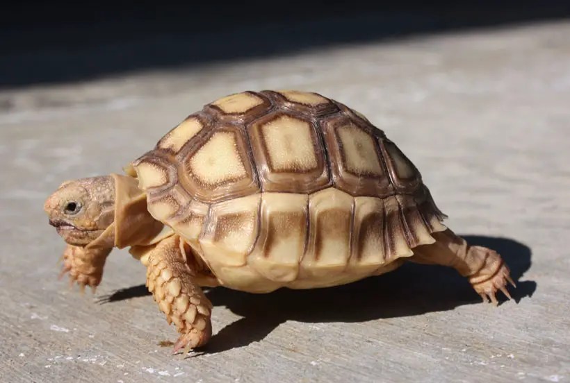 Do Tortoises Need Water To Drink? (Everything You Need To Know!)