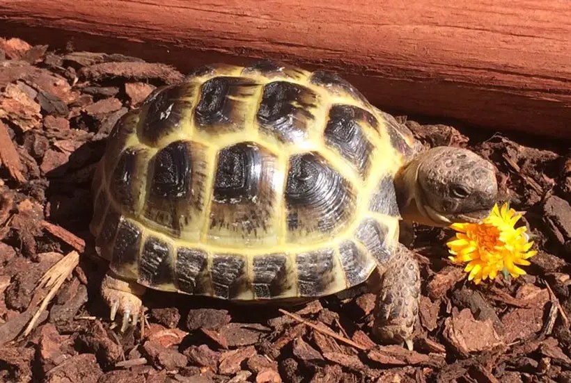 Tortoise Pronunciation How to Pronounce Tortoise?