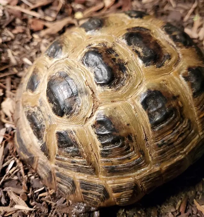 Tortoise Shell Rot Causes, Early Signs, Prevention, Treatment