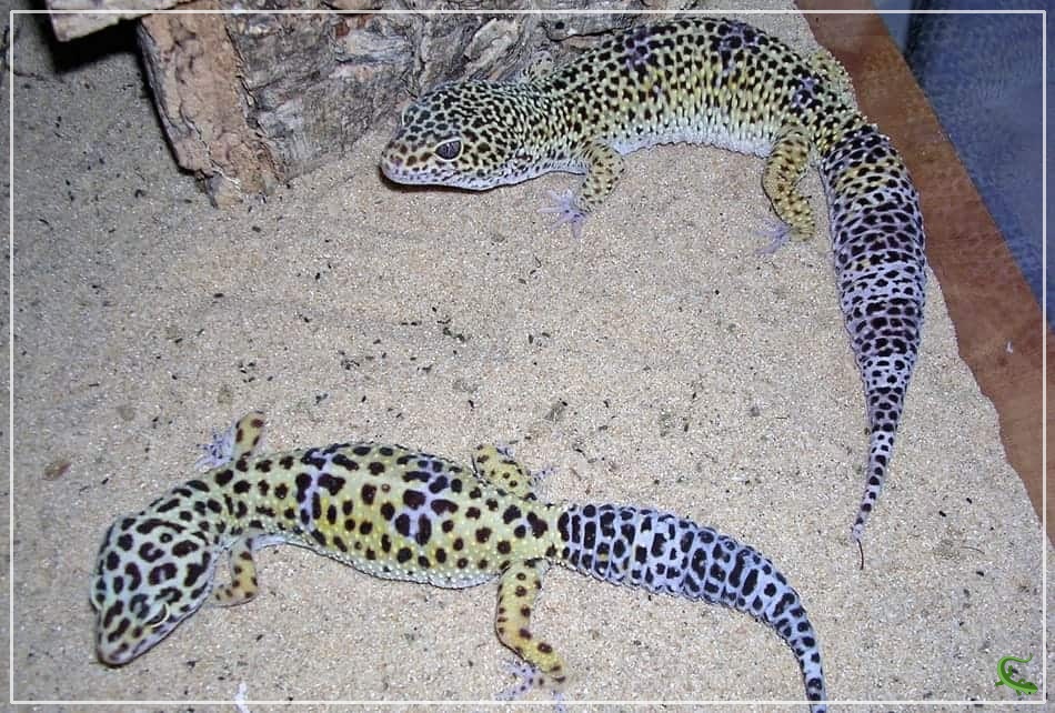 20 Fun Facts About Leopard Geckos