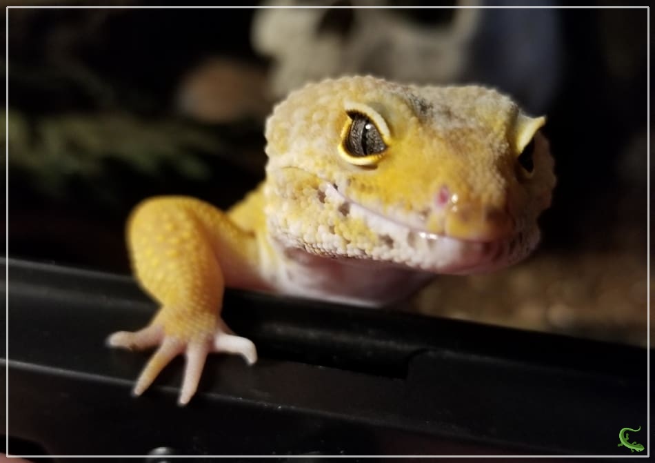 20 Fun Facts About Leopard Geckos