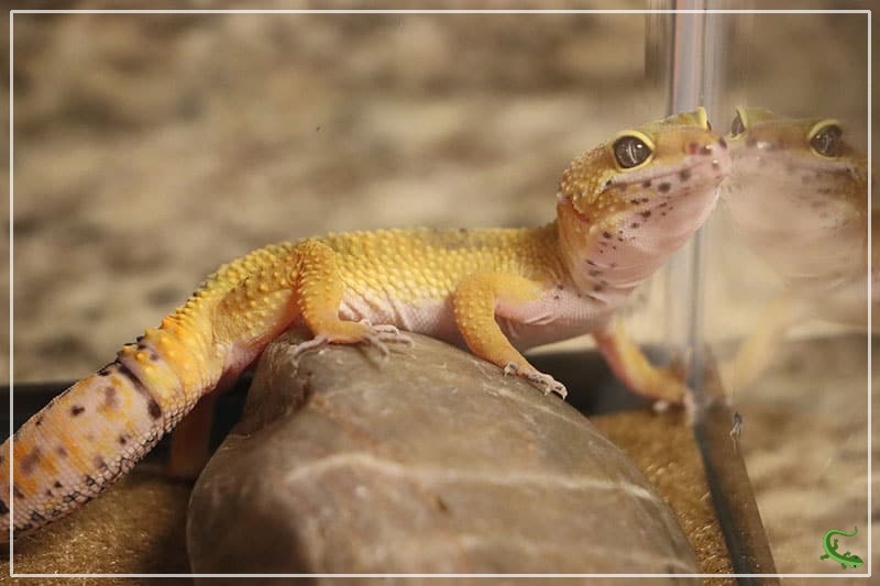 How Often Should I Clean My Leopard Gecko Tank? Reptile Jam