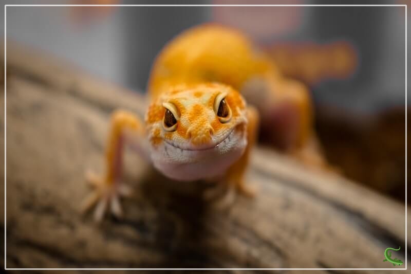 How To Clean A Leopard Gecko Tank Jan 22, 2021 · steam