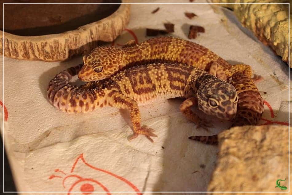 Do Leopard Geckos Need Friends?