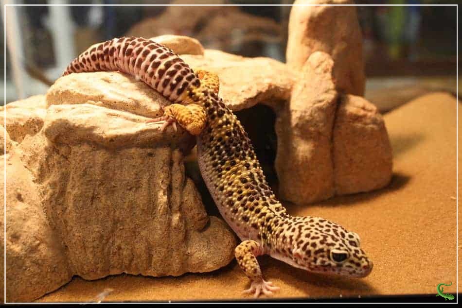 Why Are Leopard Geckos Bumpy?