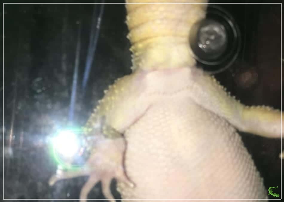 Why Does My Leopard Gecko Have a Lump Under Its Tail?