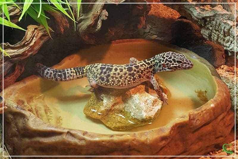 How Often Should I Clean My Leopard Gecko Tank? Reptile Jam