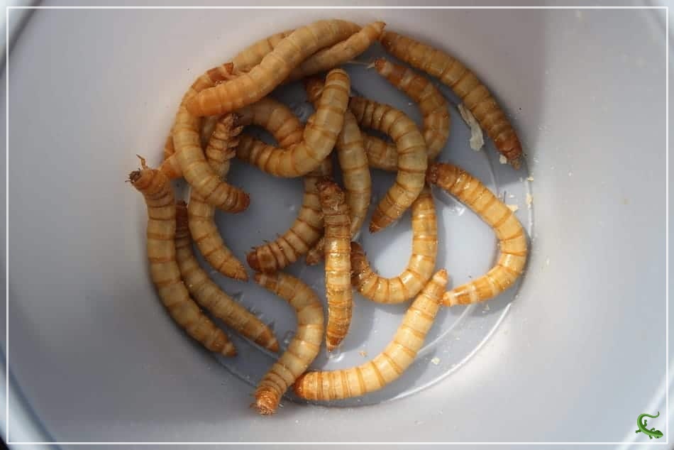 Can Mealworms Cause Impaction in Leopard Geckos