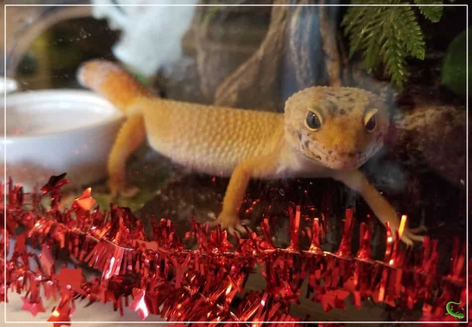 Can Leopard Geckos Retain Sperm?