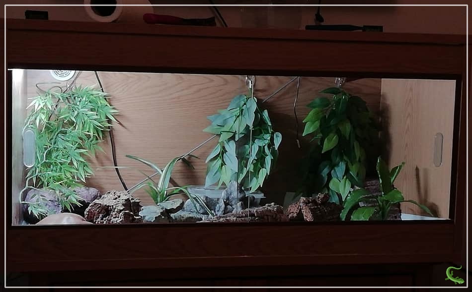 How Long Should I Leave My Leopard Geckos Light On?