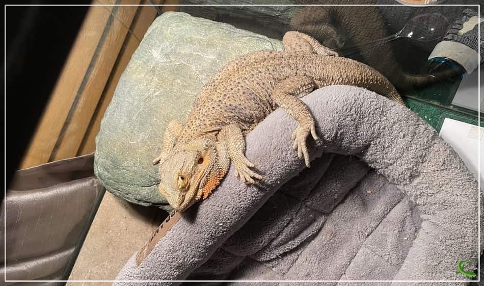 Why Do Bearded Dragons Flip Over?