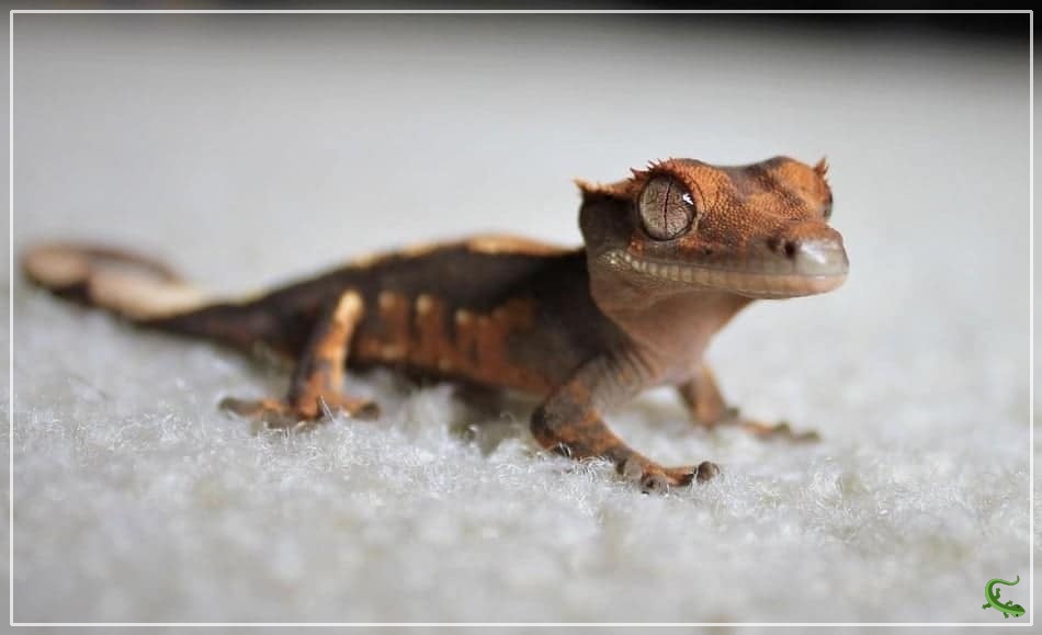 Why Won’t My Crested Gecko Move?