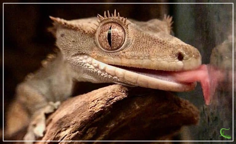 How Long Can Crested Geckos Go Without Water?