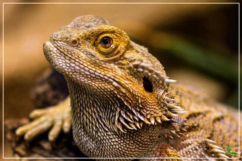 28 of the MOST Interesting Facts About Bearded Dragons Reptile Jam