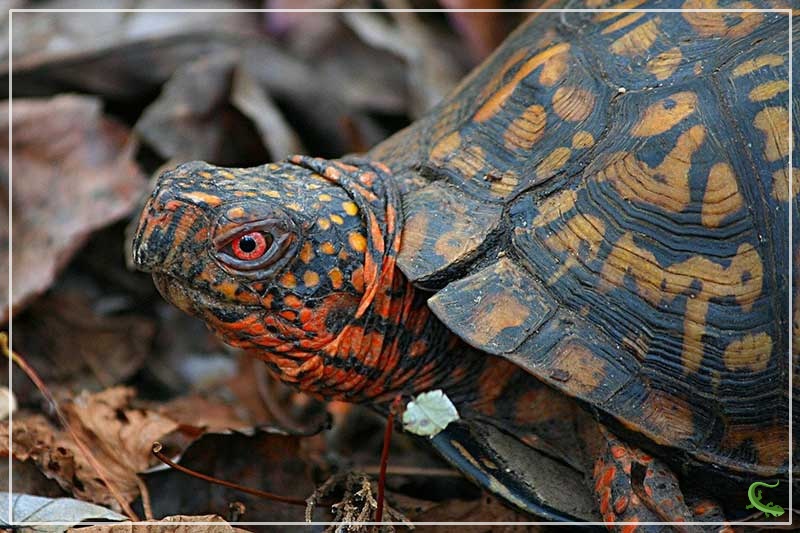 Types of Box Turtles in Florida (4 Subspecies With Pictures) Reptile Jam