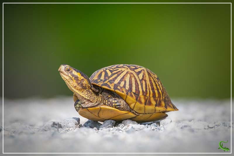 Types of Box Turtles in Florida (4 Subspecies With Pictures) Reptile Jam