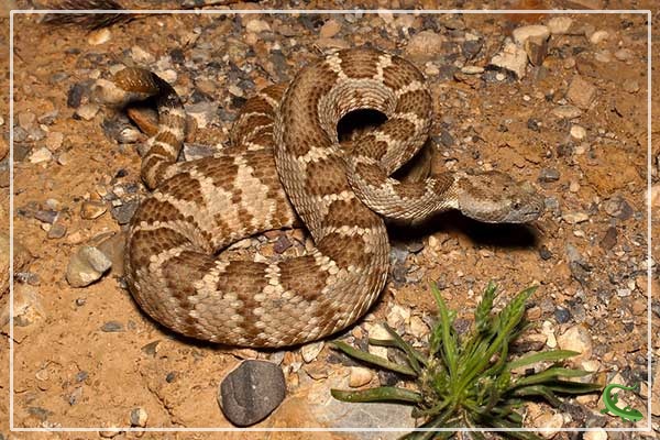 12 Types of Rattlesnakes in California (Pictures) Reptile Jam