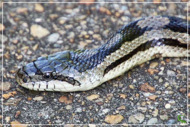 5 Types of Rat Snakes in Florida (With Pictures) Reptile Jam