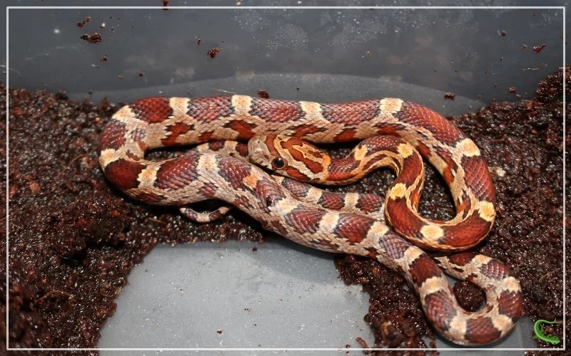 The Perfect Fit 5 Best Enclosures for Corn Snakes Reptile Jam