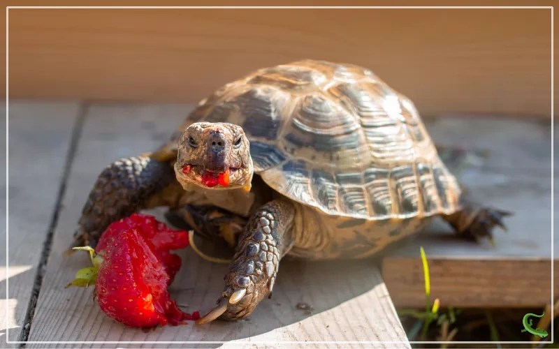Russian Tortoises 101: The Ultimate Care Guide - Reptile Jam