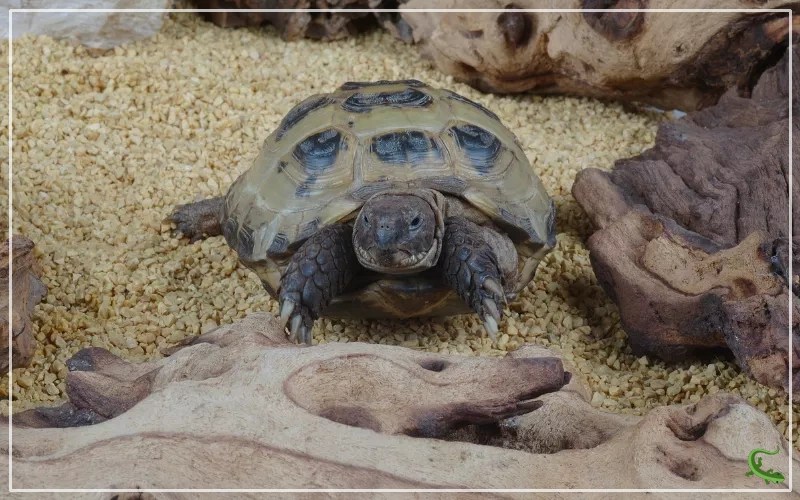 Russian Tortoises 101 The Ultimate Care Guide Reptile Jam