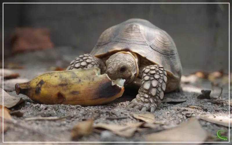 Sulcata Tortoise 101 A StepbyStep Care Guide Reptile Jam