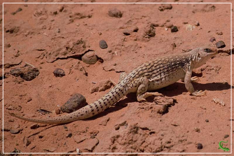 8 Unique Lizards in Arizona (with Pictures) Reptile Jam