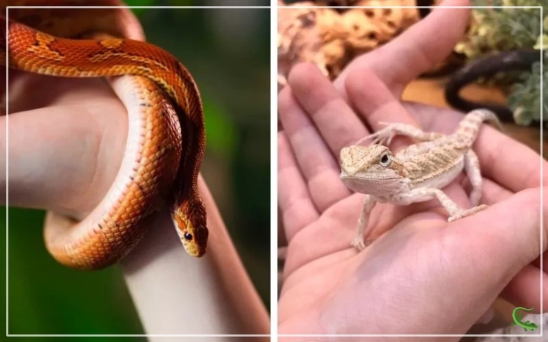 Best Pet Reptile For Kids (Corn Snake or Bearded Dragon) Reptile Jam