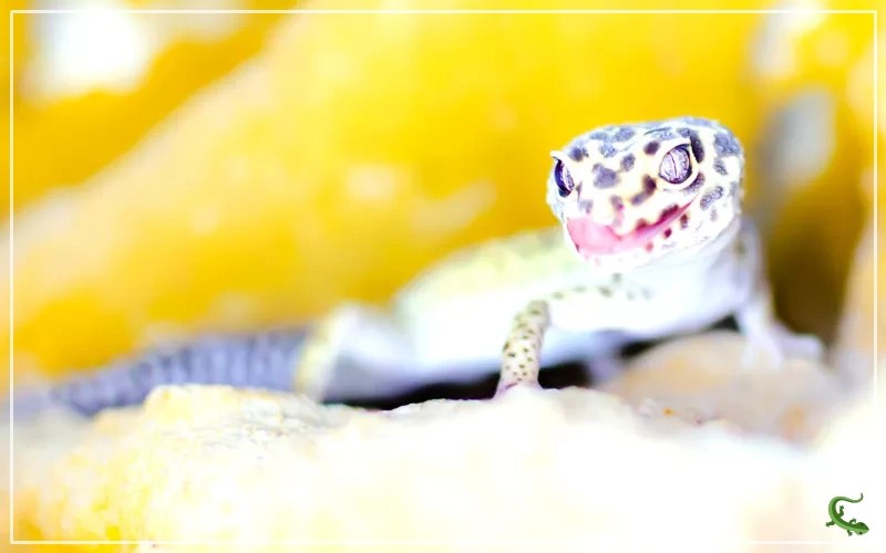 What do Baby Lizards Eat? Reptile Jam