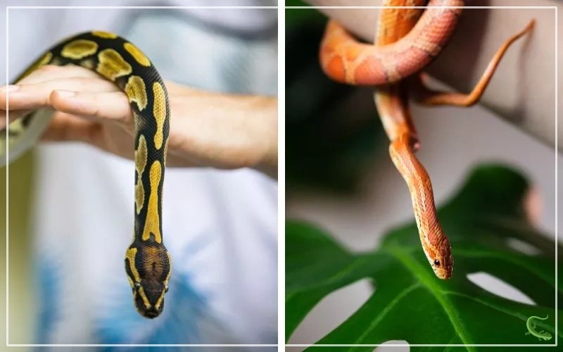 Ball Python vs Corn Snake Which Should You Get? Reptile Jam
