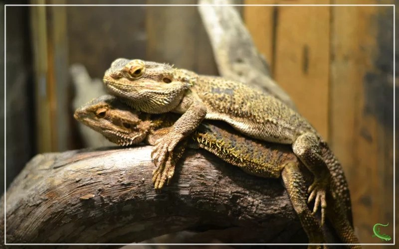 Bearded Dragon Won't Eat 9 Reasons and Solutions Reptile Jam