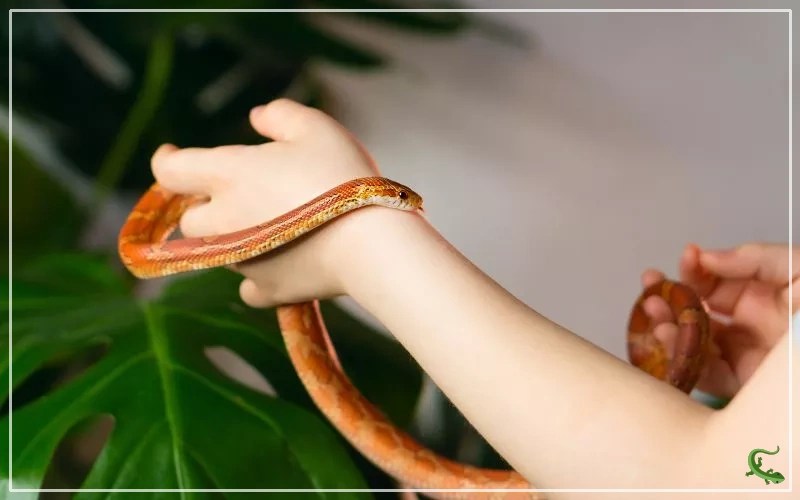 Ball Python vs Corn Snake Which Should You Get? Reptile Jam