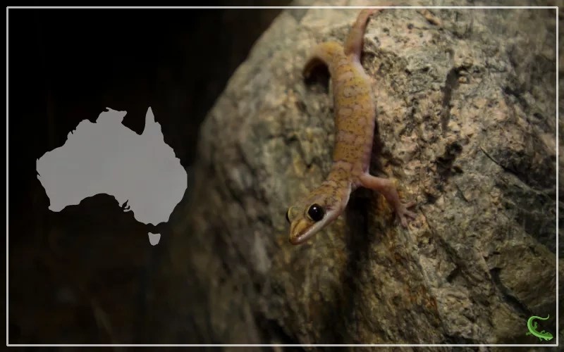 9 Types of Geckos in Australia Reptile Jam